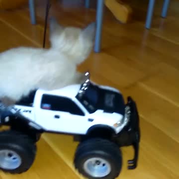 Gatito disfruta paseo en auto a control remoto