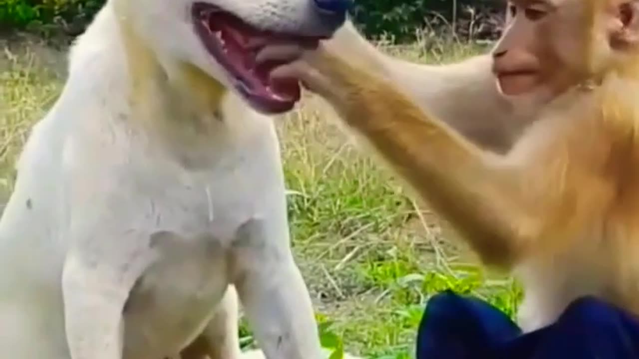 Cuts_cat & monkey_funny_video