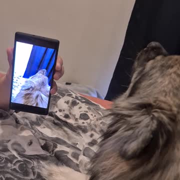 Just a dog howling to a video of himself howling