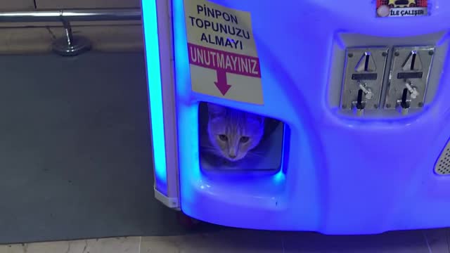 Claw machine is my place hooman