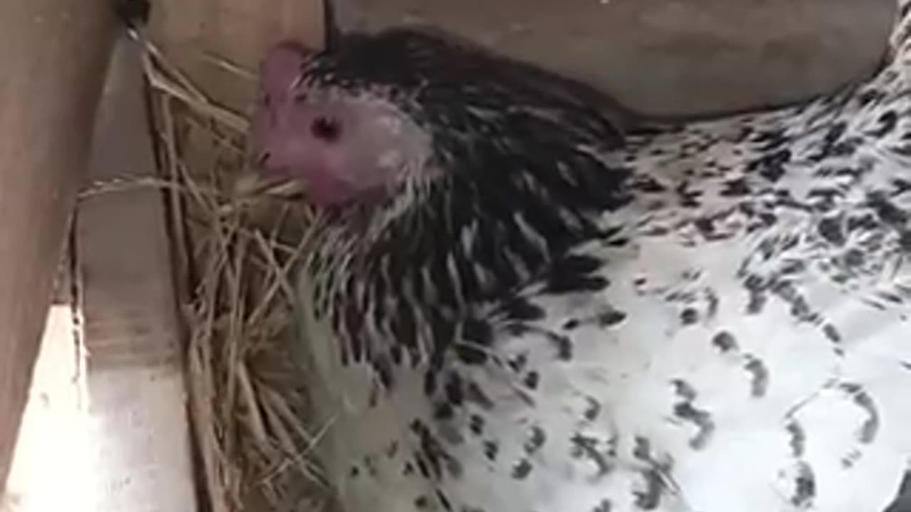 Beautiful chicken 🐓 trending video