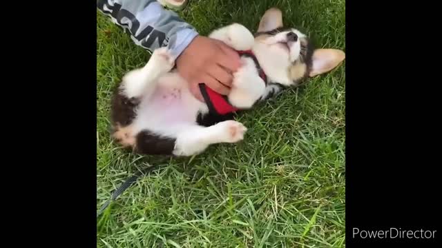 Cute & Funny Animals Videos 🐕🦺 Pets, Dogs & 🐱 Cats Compilation 2022