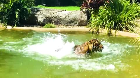 30 Times Animals Messed With The Wrong Opponent!