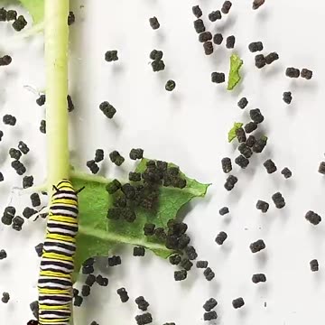 Monarch butterfly Caterpillar