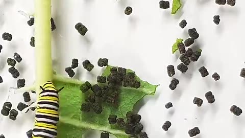 Monarch butterfly Caterpillar