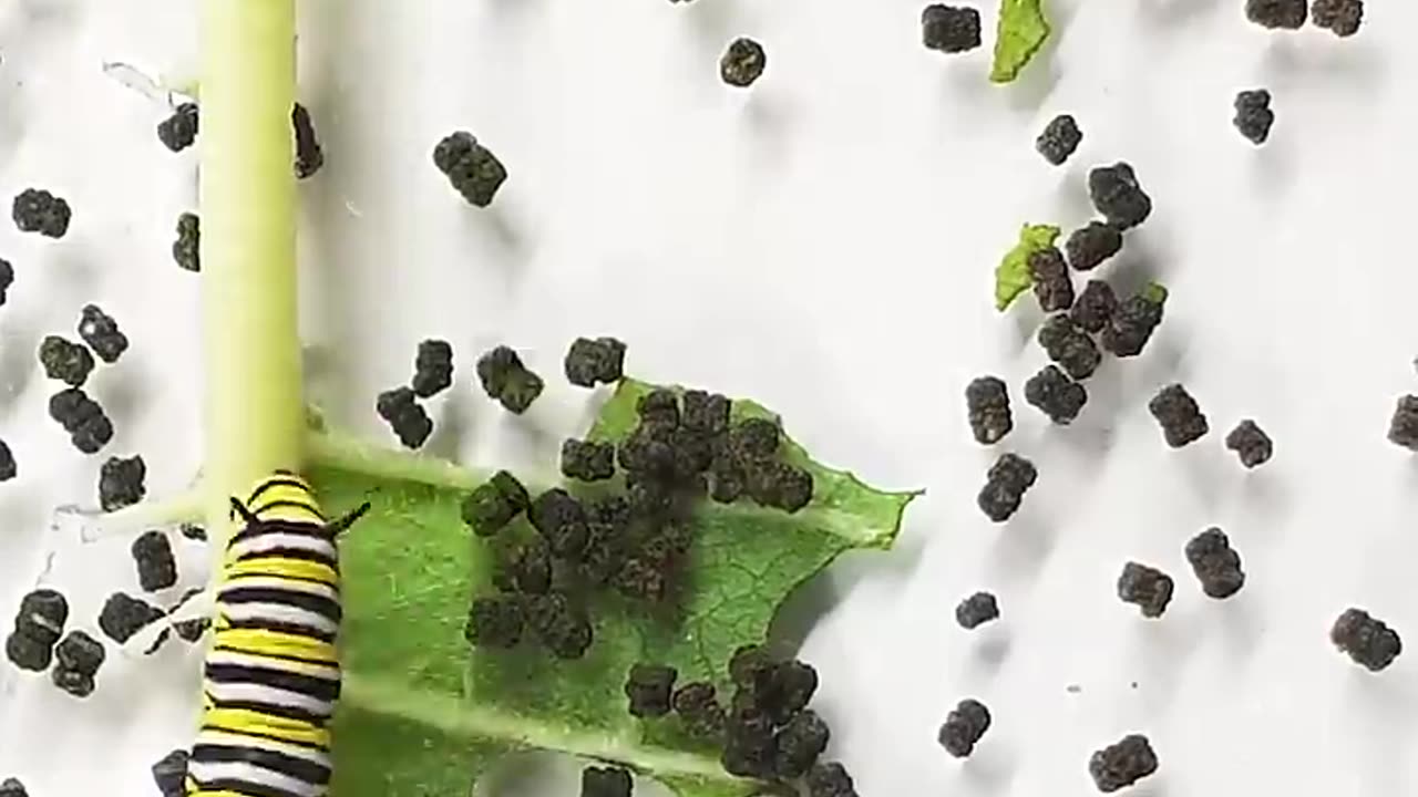 Monarch butterfly Caterpillar