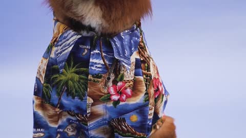 a-fashionable-dog