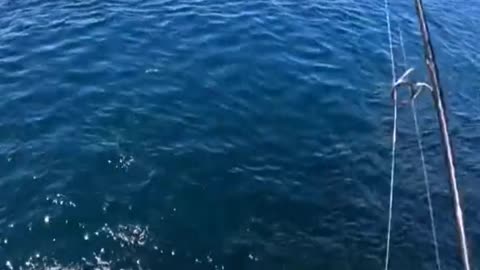 Survival Fishing