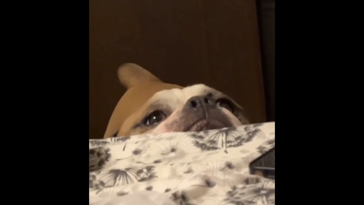 That tailðŸ˜