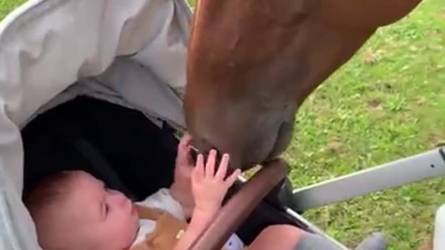 Cute Baby horse 🐴 Videos Compilation cute moment and Soo Cute!