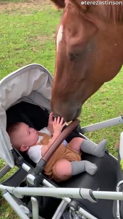 Cute Baby horse 🐴 Videos Compilation cute moment and Soo Cute!