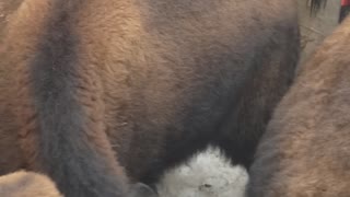 Fun on the Farm - Bison in the box