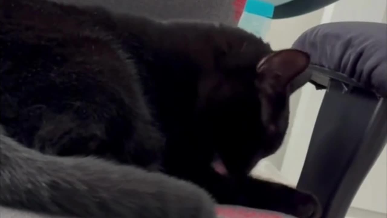 Adopting a Cat from a Shelter Vlog - Cute Precious Piper Keeps Herself Clean and Pretty #shorts