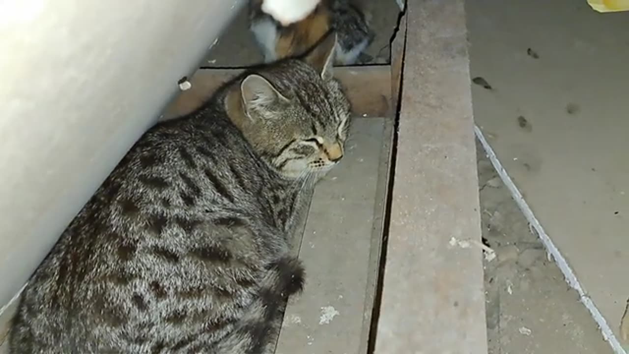 Cute cats are getting ready to sleep. These cats are so cute. 😍