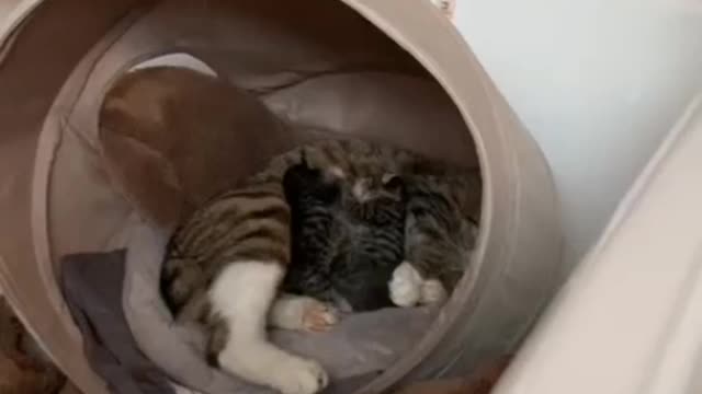 4 days old