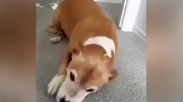 Guilty dogs reactions - funny