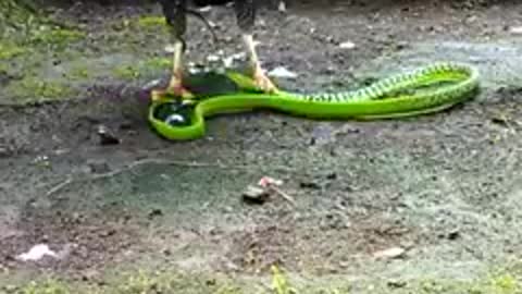 Animal: Eagle and snake