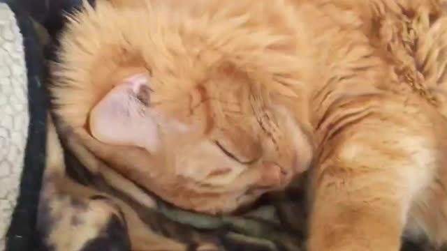 Cat life is exhausting