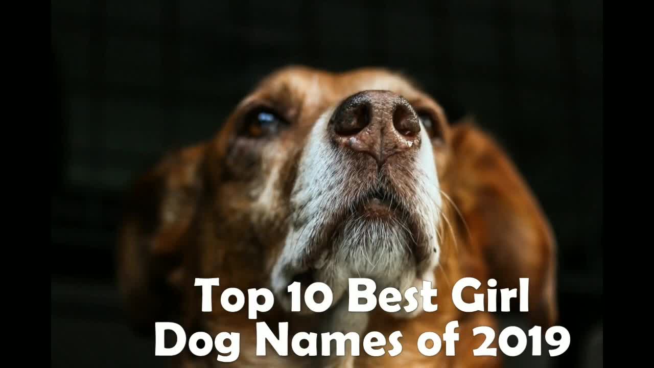 Top 10 Most Popular Dog & Puppy Names in 2019 For Boys & Girls