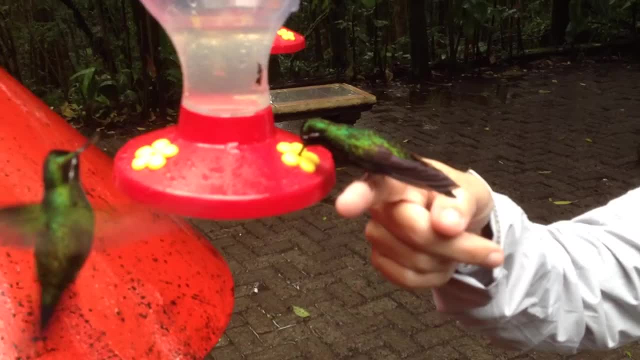 Hummingbird Garden: Landing on my finger.