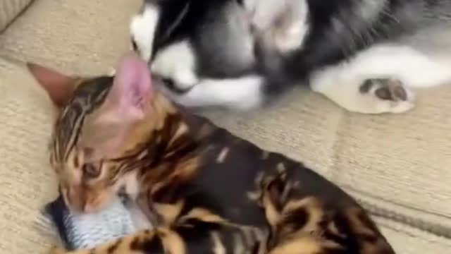 The precious kitten gives loving kisses to the puppy's best friend and they always have a fun time.