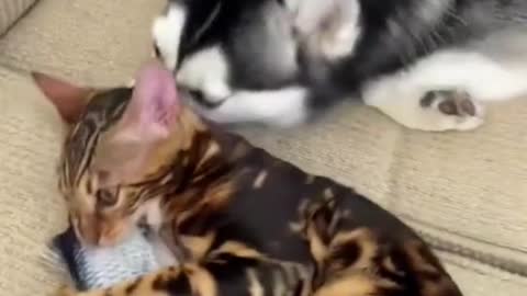 The precious kitten gives loving kisses to the puppy's best friend and they always have a fun time.