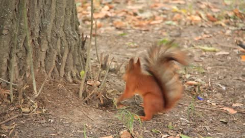 Squirrel with walnut