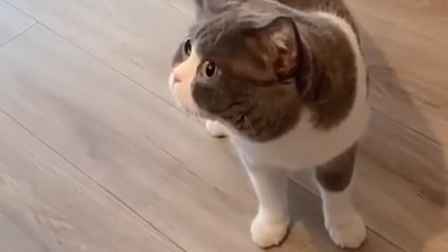 Aww Cute Cats Videos Funny Animals Compilation😹 Try Not To Laugh Challenge