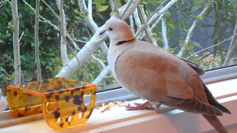 Honey Puff the Rescue Dove Enjoys Music & The View