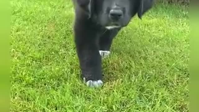 Dogs Doing Funny Things Tik Tok Cutest Puppies TIKTOK Compilation _ Fluppy