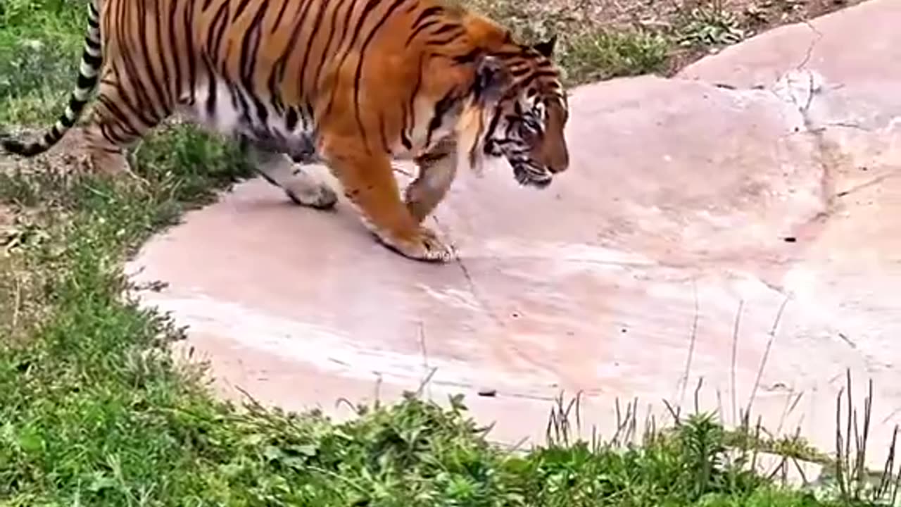Cats will be cats no matter the size 😏