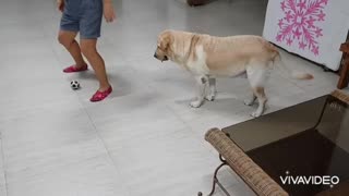 Dog playing soccer