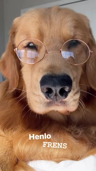 Tucker the gentleman