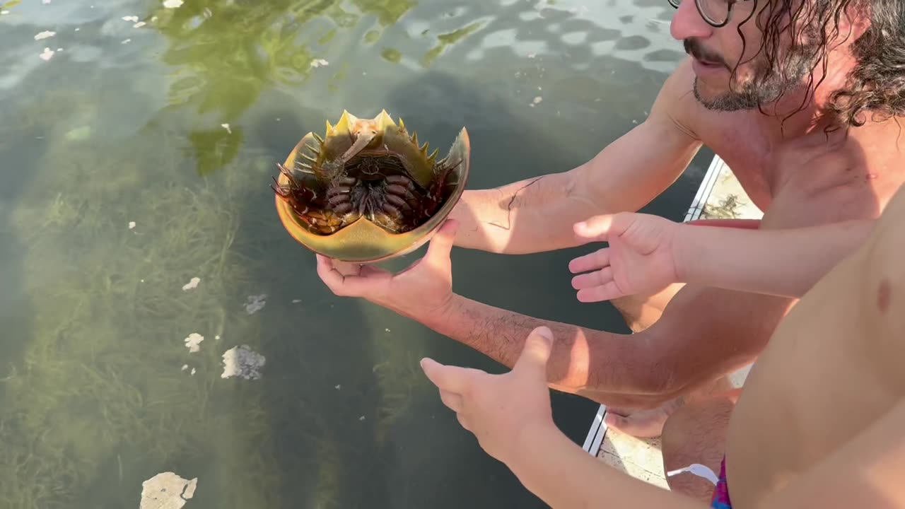 I caught a horseshoe crab with my bare hands!