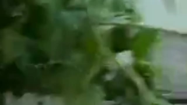 BOBEIRA ORTIGA NEM INCOMODA