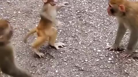 Funny monkey 🤣🤣🤣🤣🤣🤣🤣🤣🤣🤣🤣🐒🐒🐒🐒🐒🐒