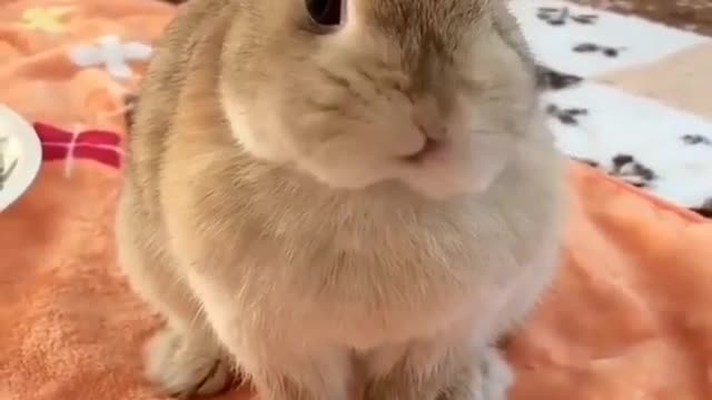 Cute Rabbits - Funny Baby Bunny Rabbit Videos Compilation 2