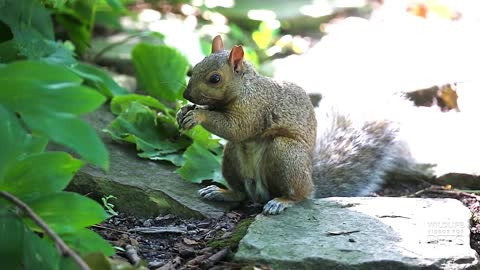 Squirrels Life in the forest