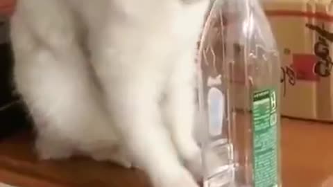 You Definitely Laugh, Trust me 😱 - Funniest Cats Expression Video