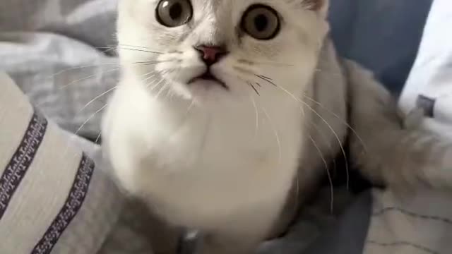 Funny cat videos | cat |Hilarious Cat Videos |best cat full funny in 2022