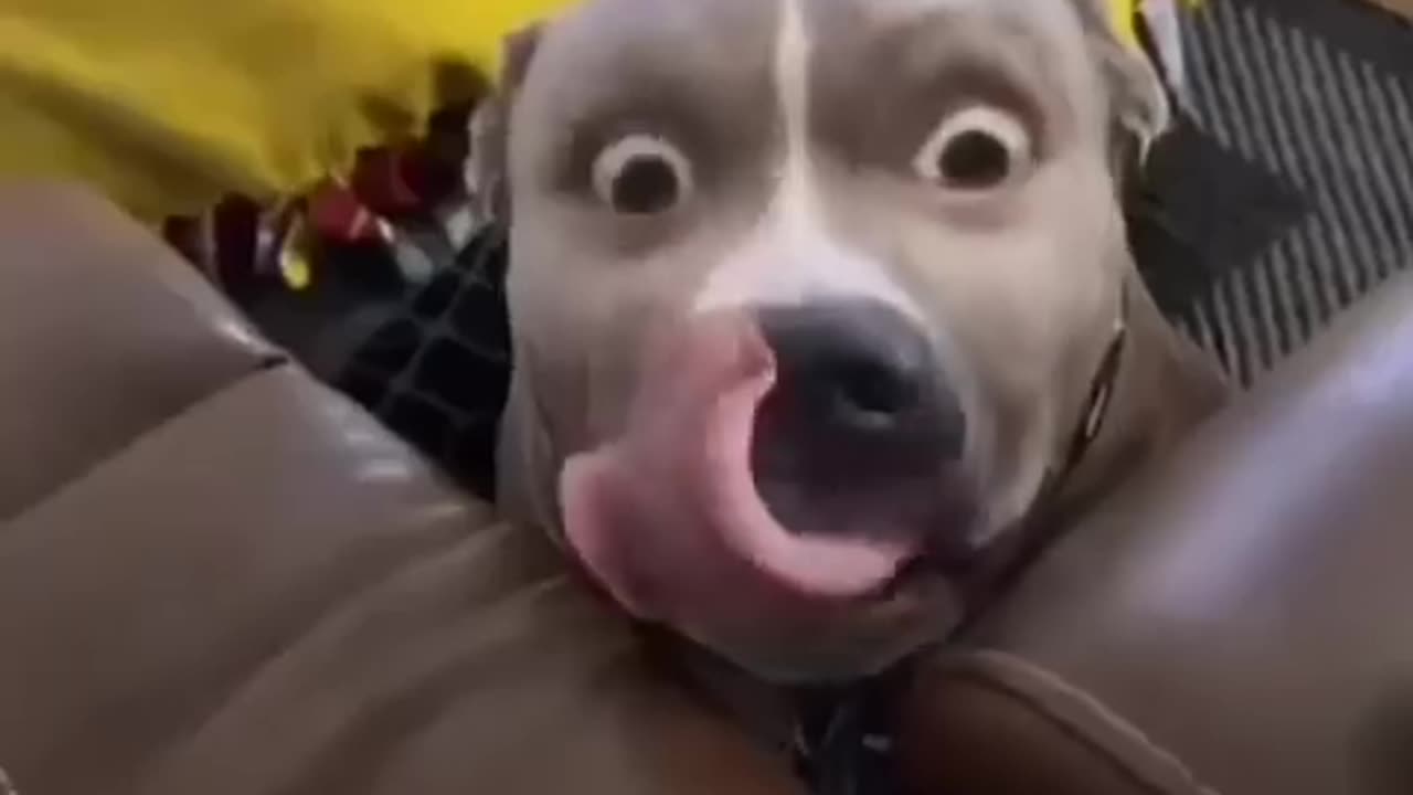 funny animals 22