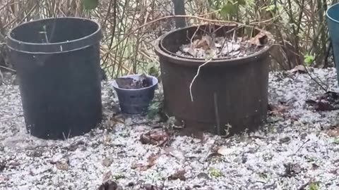 Wise hailstorm