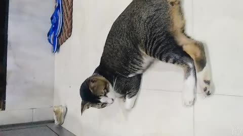 The cat cute is resting