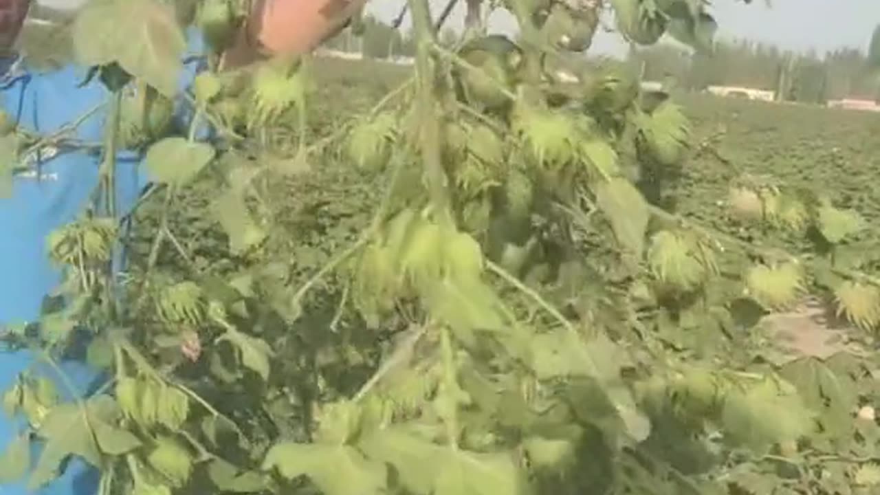 Top cotton seeds