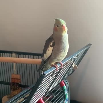 The cockatiel bird sings and its vocal cords stretch
