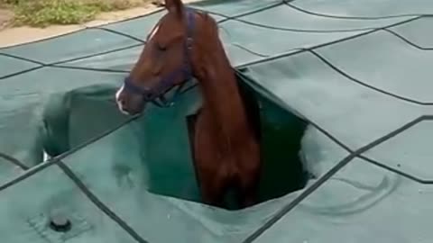 Hey! There's a horse in my pool 😂