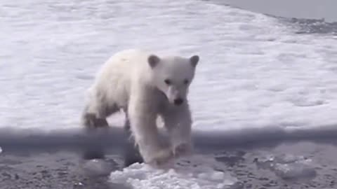 The polar bear