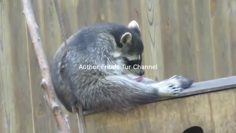 masturbating animal - funny raccoon