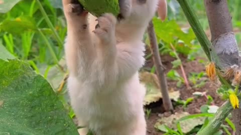 The dog eats a lot of cucumbers, it will be fun to watch.