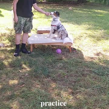 Ruff Cut PodCast Leash Handling part 1 cut c